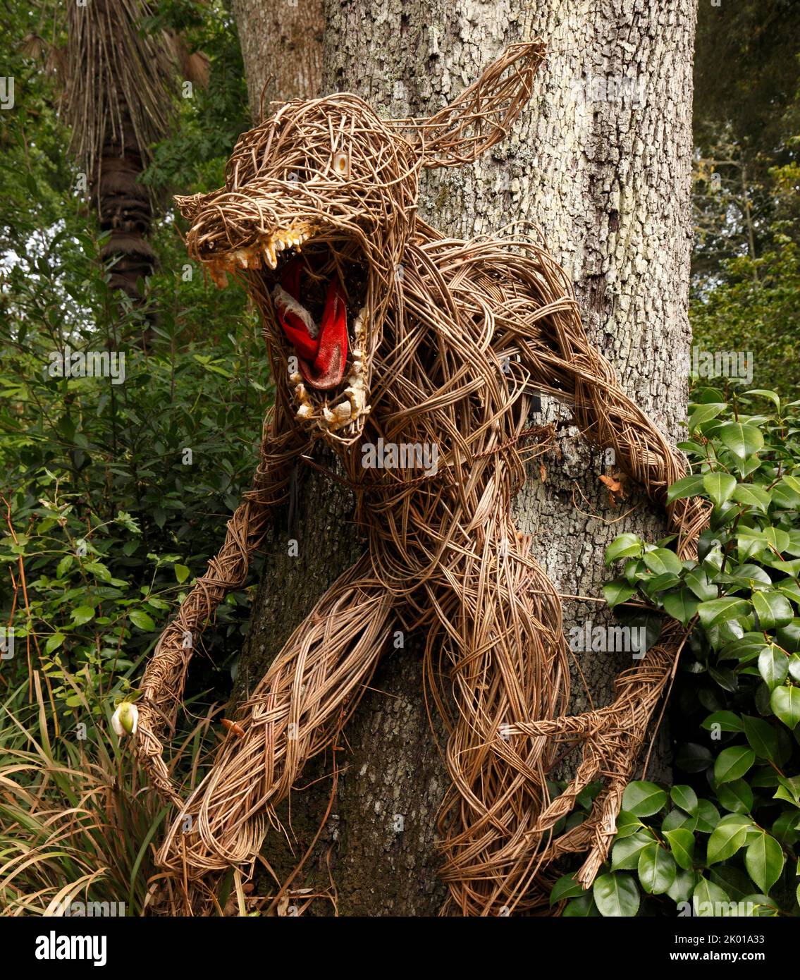 Wicker Wolf aus verdrehten Weidenstreifen gefertigt. Märchen. Was für große Zähne.....Abbotsbury subtropische Gärten Stockfoto