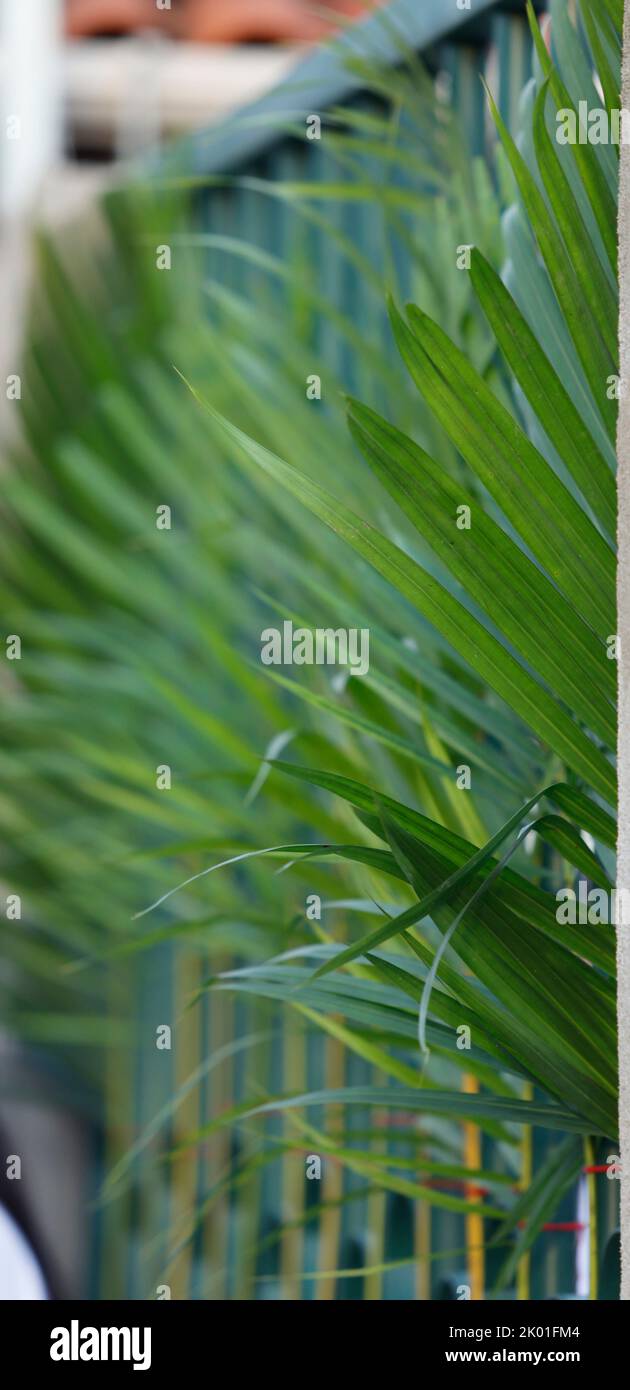 Karwoche. Zweige in grünem Raster gesetzt. Traditionelle katholische Feier Palmsonntag. Christlicher Glaube. Religiöses Symbol. Stockfoto