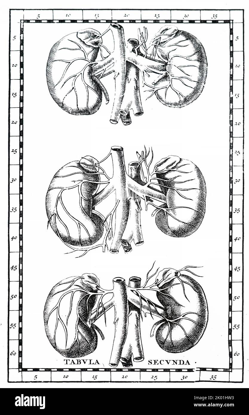 Anatomie Nieren -Fotos Und -Bildmaterial In Hoher Auflsung Alamy