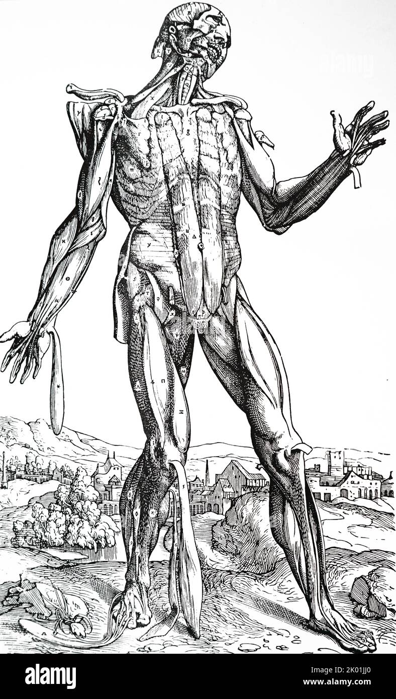 Fünfte Platte der Muskeln. Von Andreas Vesalius De Humani Corporis Fabrica, Basel, 1543. Stockfoto