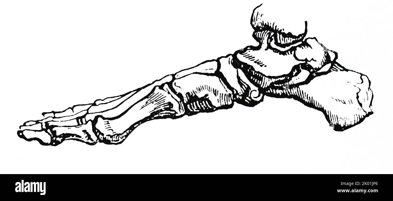 Knochen des menschlichen Fußes. Aus einem Stich aus dem 19.. Jahrhundert. Stockfoto
