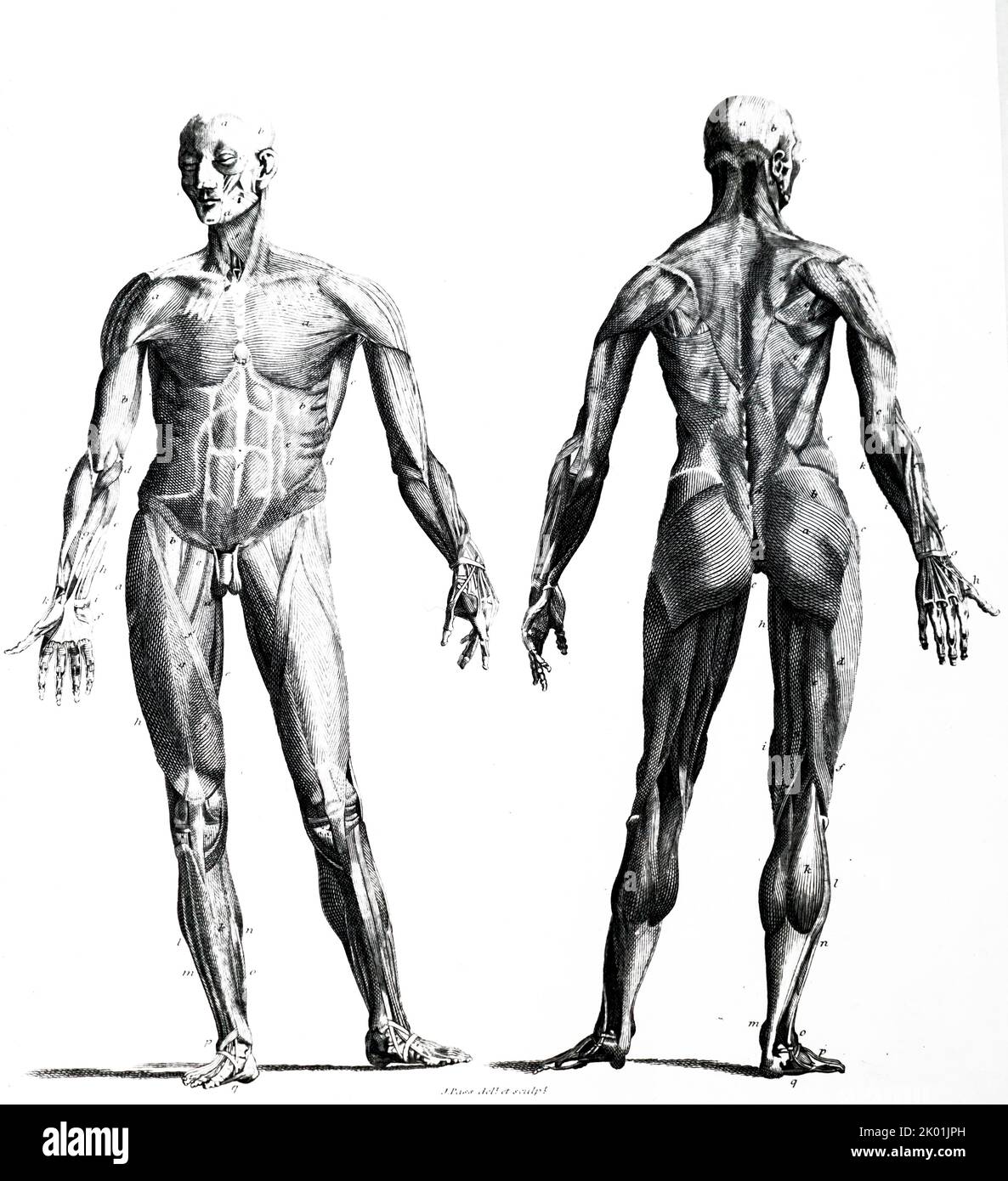 Vorder- und Rückansicht des menschlichen Körpers mit der oberen Muskelschicht. Von Enclyclopaedai Londinensis, c1796. Stockfoto