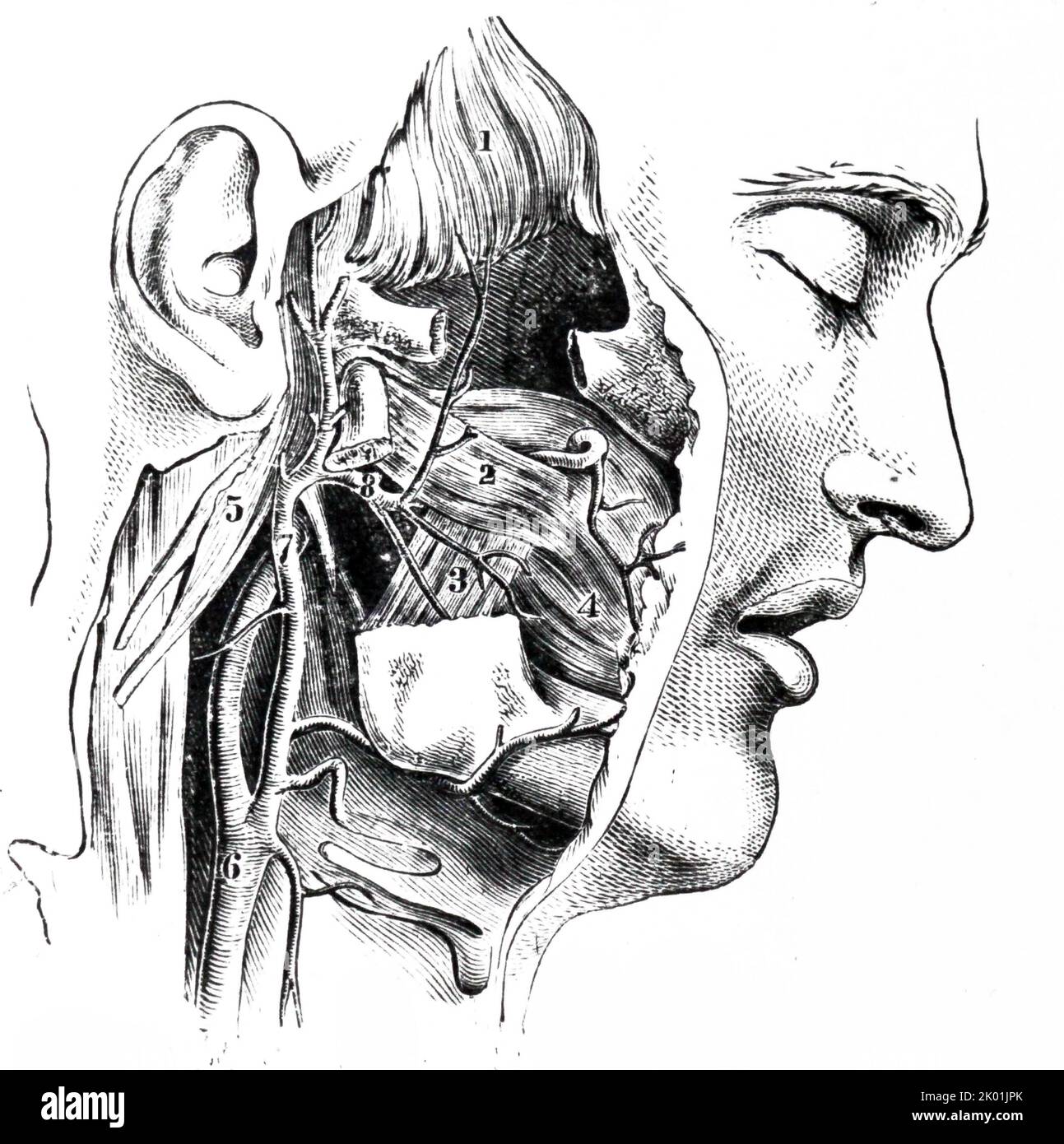Muskeln des Kopfes. Pterygoid-Region. Stockfoto