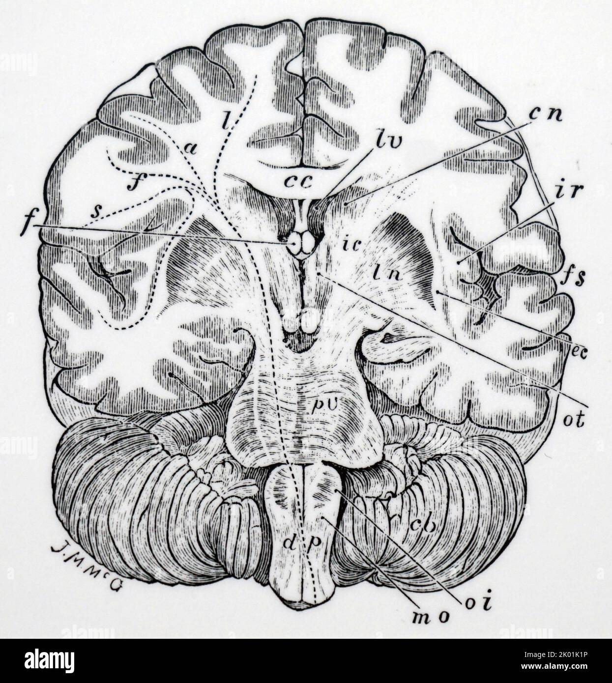 Vertikaler Querschnitt des menschlichen Gehirns. Stockfoto