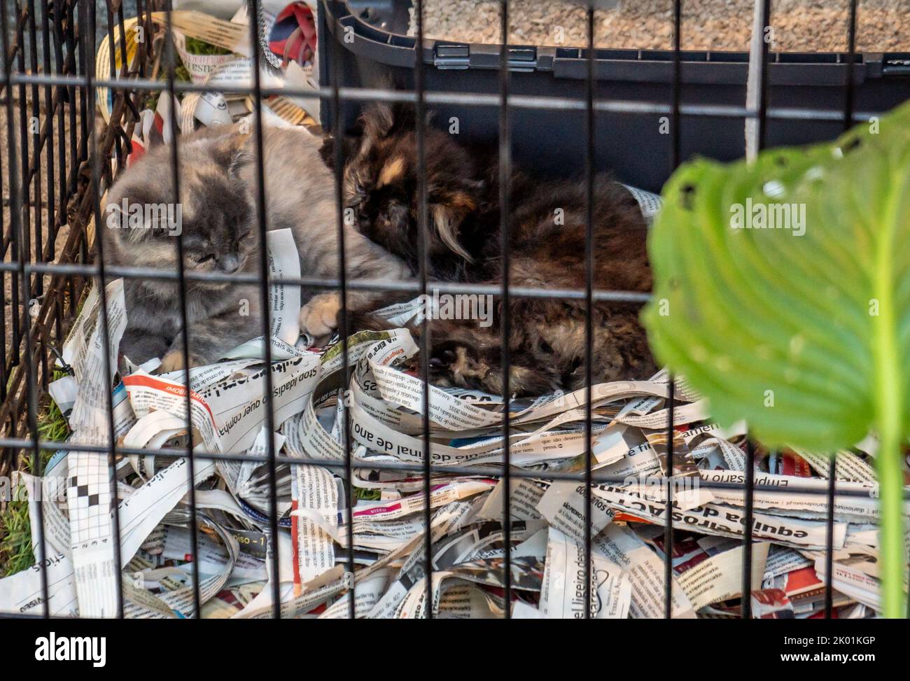 Käfigkatzen schlafen auf dem Boden mit Zeitungsstreifen, die darauf warten, adoptiert zu werden Stockfoto