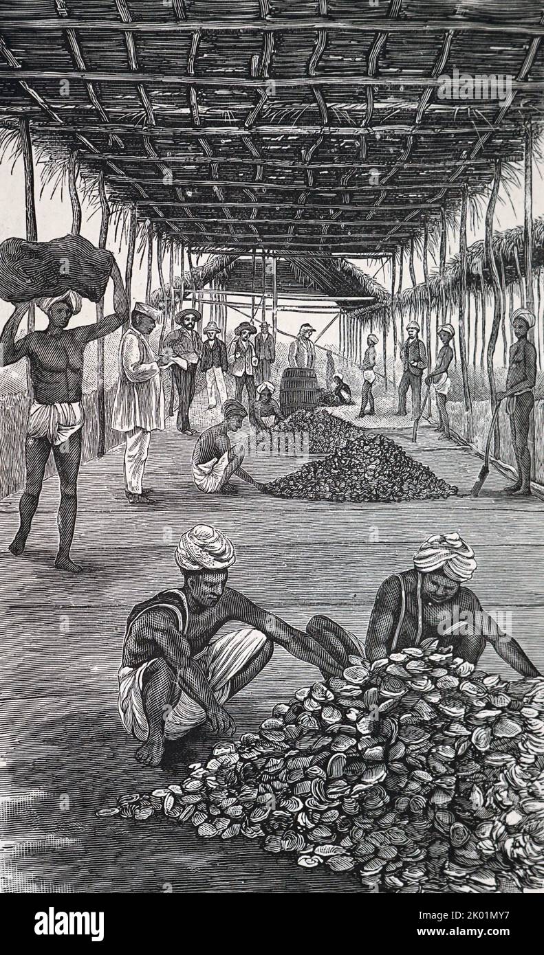 Versteigerung von Perlenaustern, Ceylon. Stockfoto