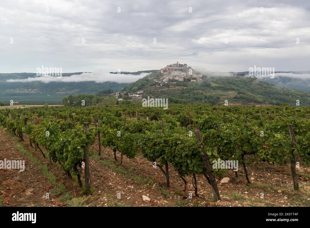 Istrische Weinbergplantage und mittelalterliches Dorf Motovun auf einem Hügel in Zentralistrien, Kroatien, Europa. Stockfoto