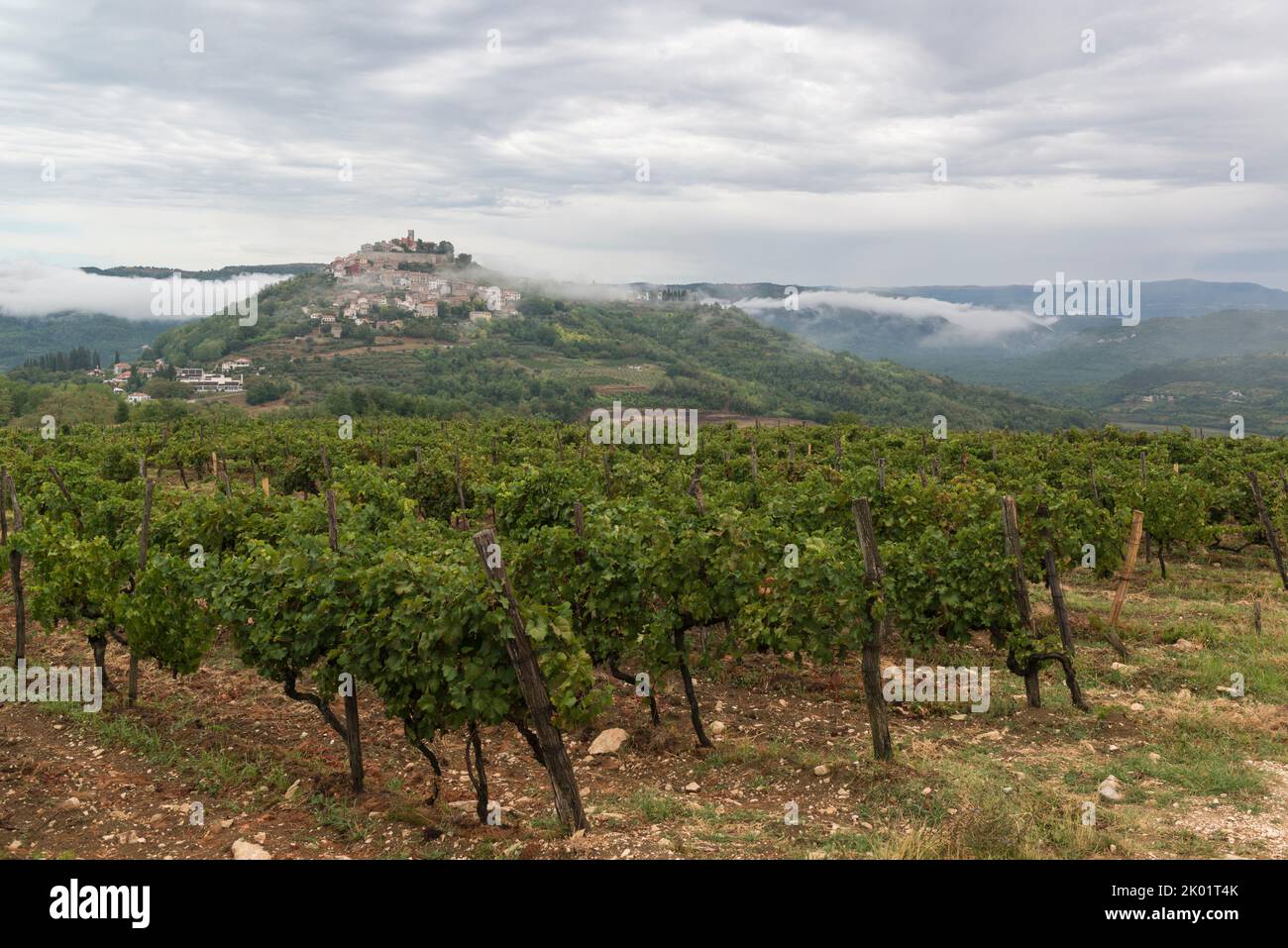Istrische Weinbergplantage und mittelalterliches Dorf Motovun auf einem Hügel in Zentralistrien, Kroatien, Europa. Stockfoto