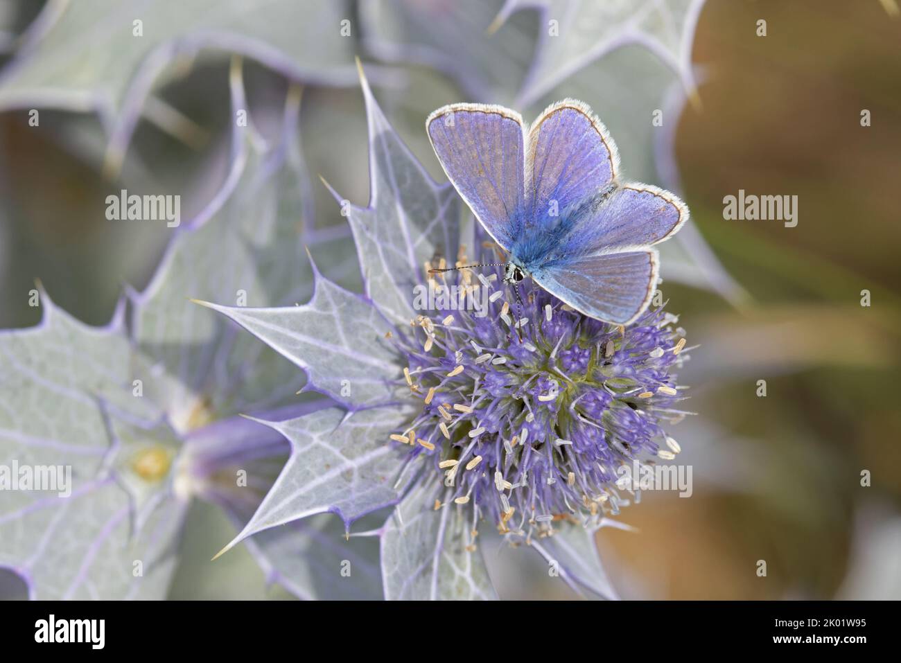 Gewöhnliches Blaues (Polyommatus icarus) Nektarieren am Meer Holly (Eryngium planum) Winterton Norfolk GB Großbritannien August 2022 Stockfoto