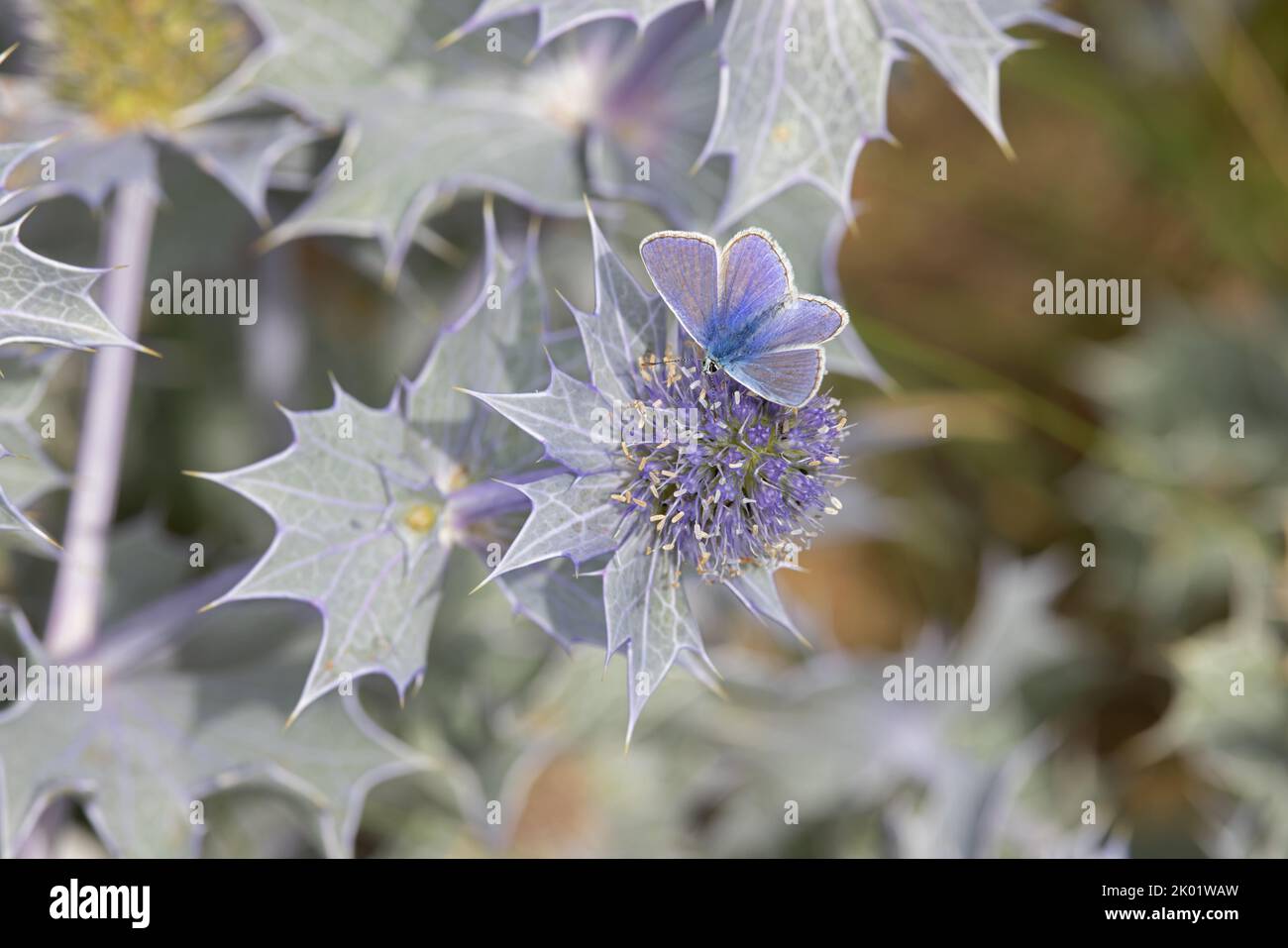 Gewöhnliches Blaues (Polyommatus icarus) Nektarieren am Meer Holly (Eryngium planum) Winterton Norfolk GB Großbritannien August 2022 Stockfoto