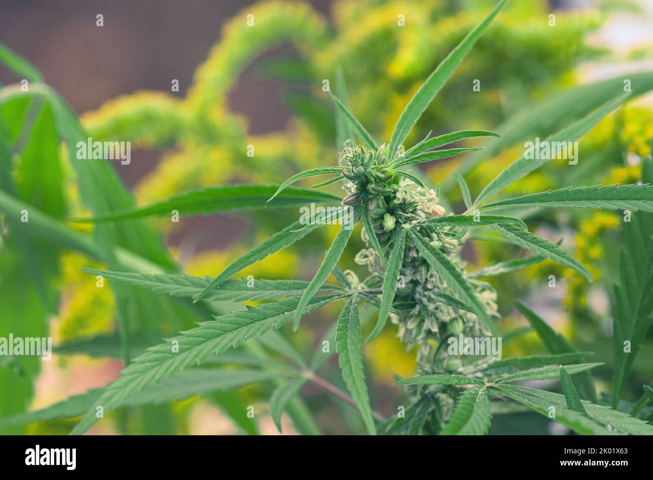 Oberer Teil von Unkraut, Marihuana oder Cannabispflanze mit Knospen und grünen Blättern, die in einem Garten wachsen, aus der Nähe Stockfoto