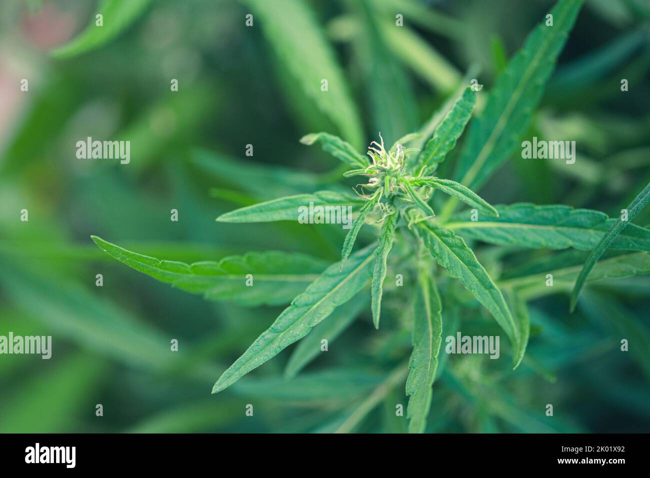 Oberer Teil von Unkraut, Marihuana oder Cannabispflanze mit Knospen und grünen Blättern, die in einem Garten wachsen, aus der Nähe Stockfoto