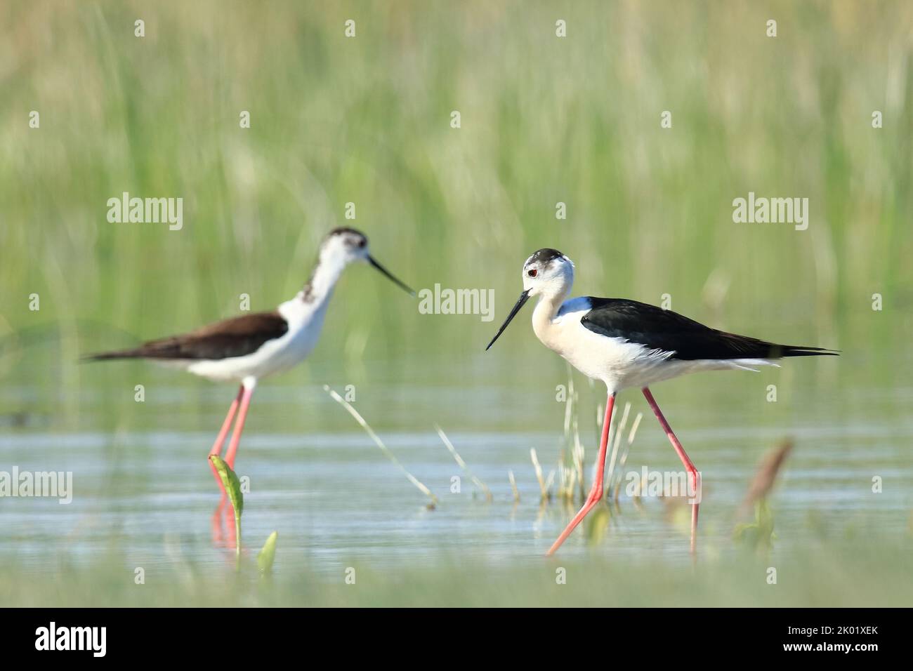 Schwarzflügel-Stelze (Himantopus himantopus), eleganter langbeiniger Vogel, der sich im seichten Wasser des Sees ernährt Stockfoto