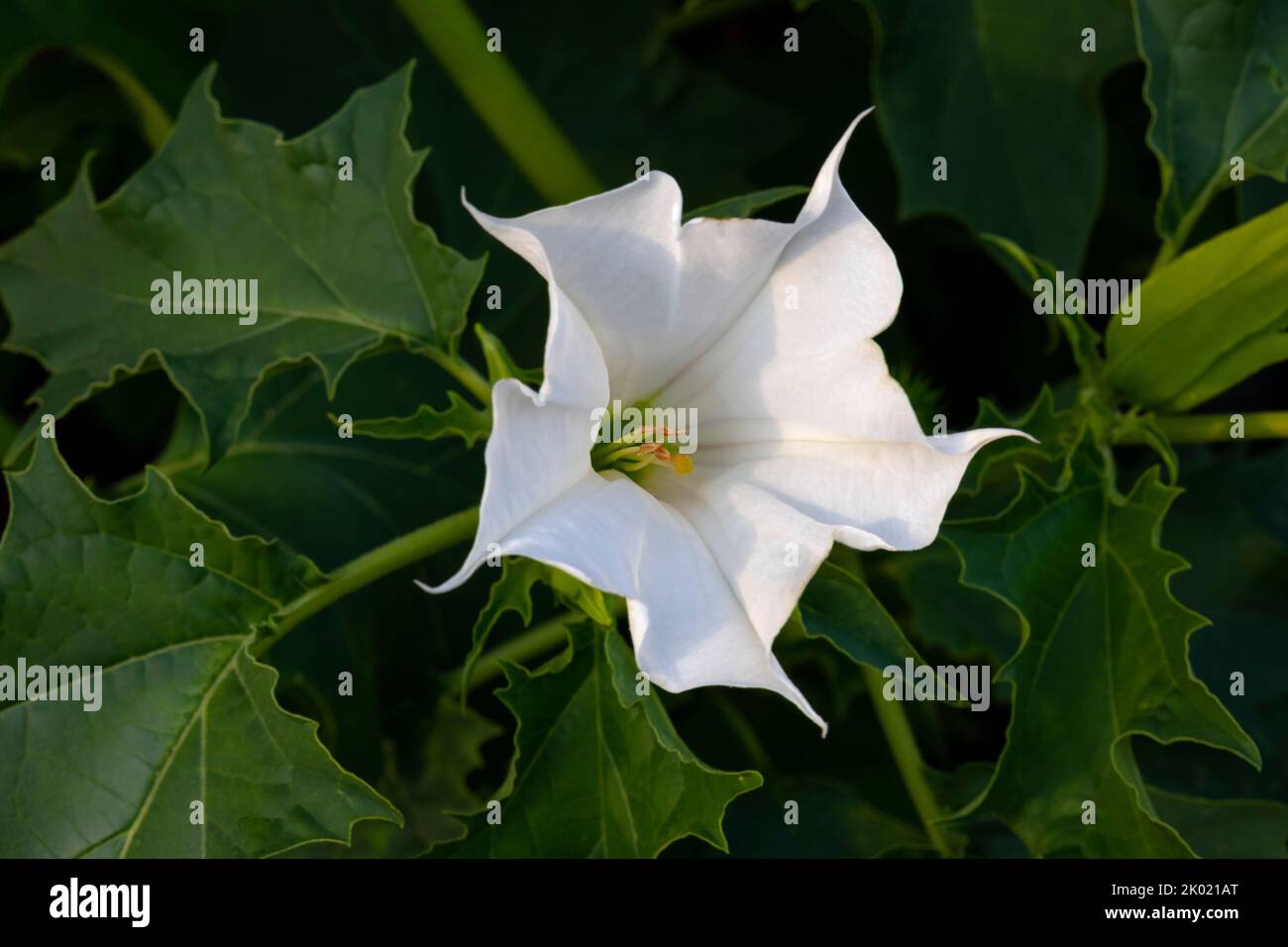 Weiße Blume einer giftigen, vespertine-blühenden Thornapfelpflanze aus nächster Nähe Stockfoto