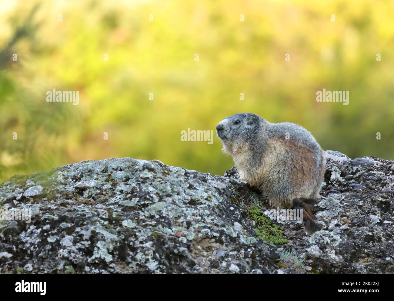 Das alpine Murmeltier - Marmota marmota - ist ein großes bodenbewohntes Eichhörnchen. Weicher, diffuser grüner Hintergrund. Großer moosiger oberirdisch bemter Stein Stockfoto