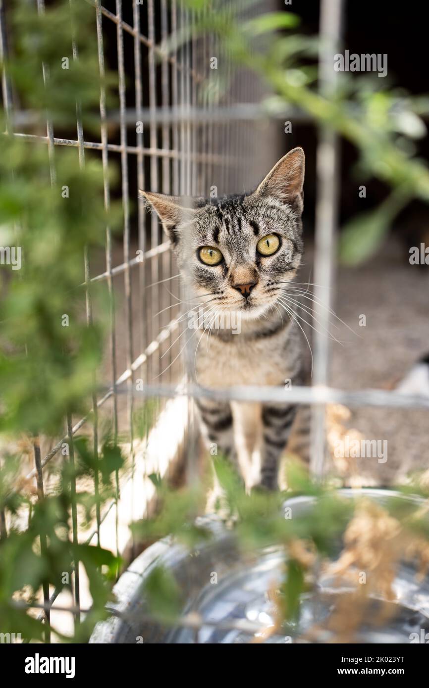 Gerettete tabby Katze in einem Käfig oder Zwinger im Freien auf mallorca, spanien Stockfoto