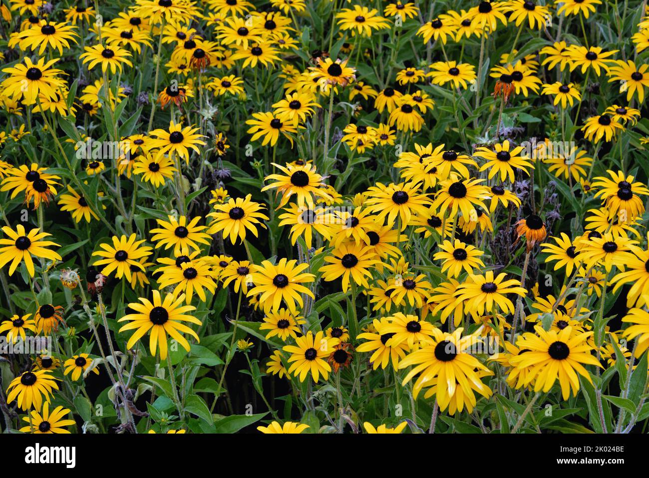 Nahaufnahme der Blumen von Rudbeckia fulgida var:Deamii Stockfoto