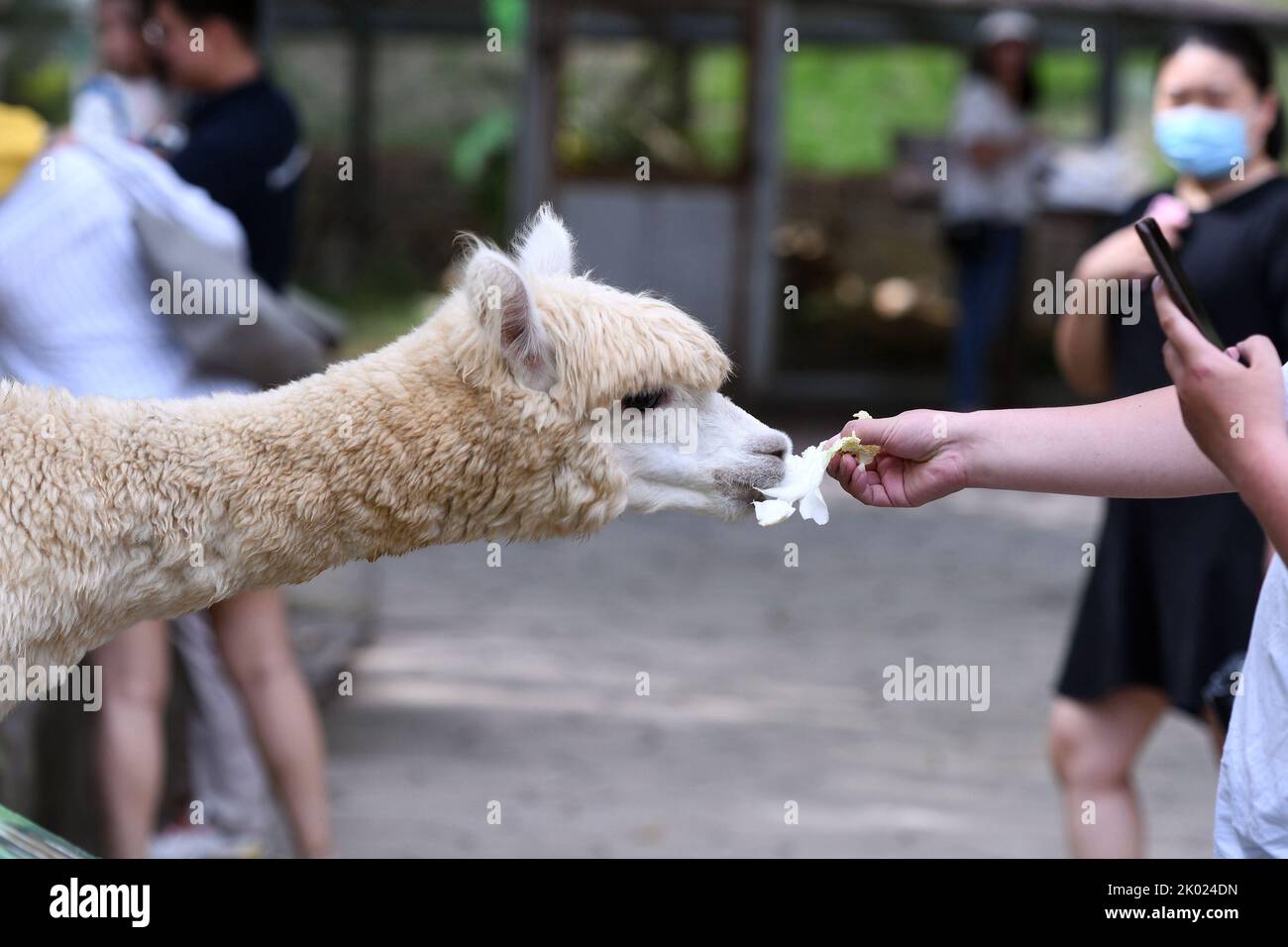 QINGDAO, CHINA - 9. SEPTEMBER 2022 - ein Alpaka frisst Bok Choy, gefüttert von Touristen, in der Qingdao Forest Wildlife World in der Provinz Shandong, China, 9. September 202 Stockfoto