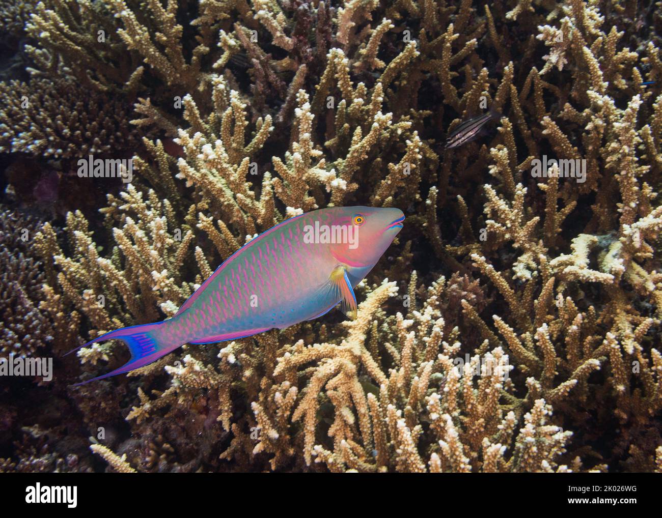 Ein leuchtend farbiger Papageienfisch, der über dem Korallenriff schwimmt Stockfoto