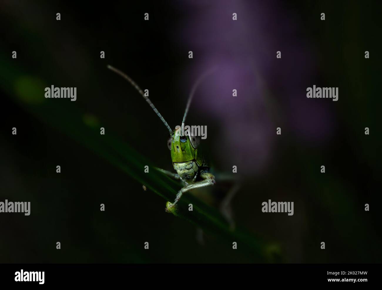 Porträt einer Heuschrecke auf grünem und purpurem Hintergrund, Nahaufnahme Stockfoto