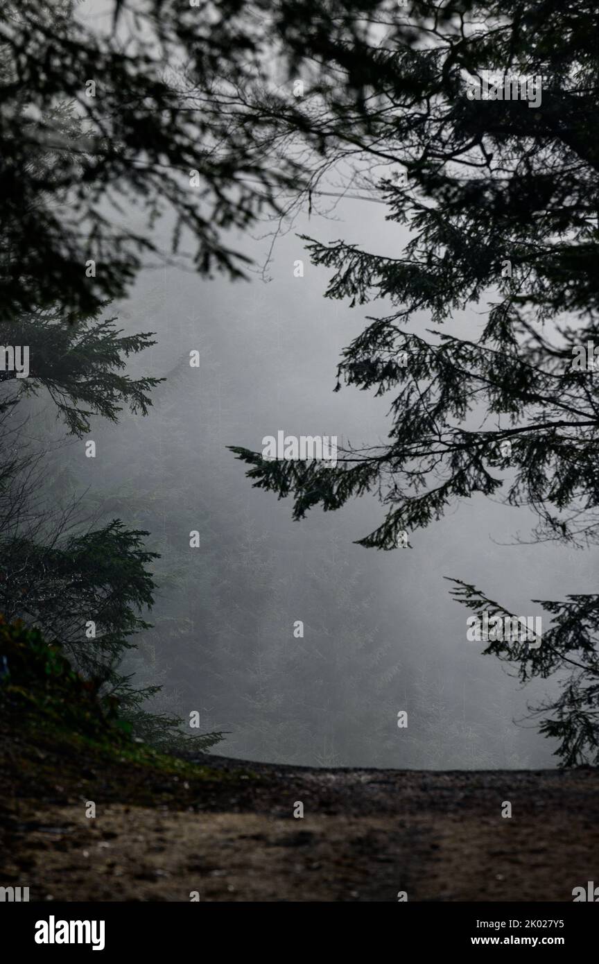Nebliger und verzauberter Wald am Morgen, Bäume im Nebel Stockfoto