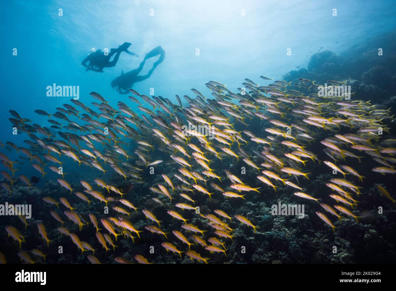 Eine große Schule von Yellowfin-Goatfish (Mulloidichthys vanicolensis), die über dem Riff schwimmt, mit den Silhouetten zweier Taucher im Hintergrund Stockfoto