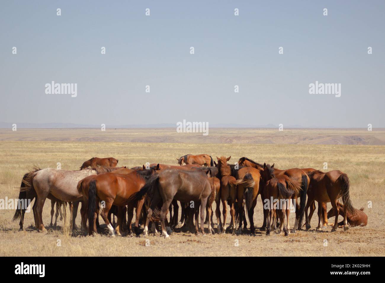 Pferde sind seit Tausenden von Jahren ein wichtiger Teil der menschlichen Zivilisation. Sie wurden ursprünglich in den Steppen Zentralasiens domestiziert Stockfoto