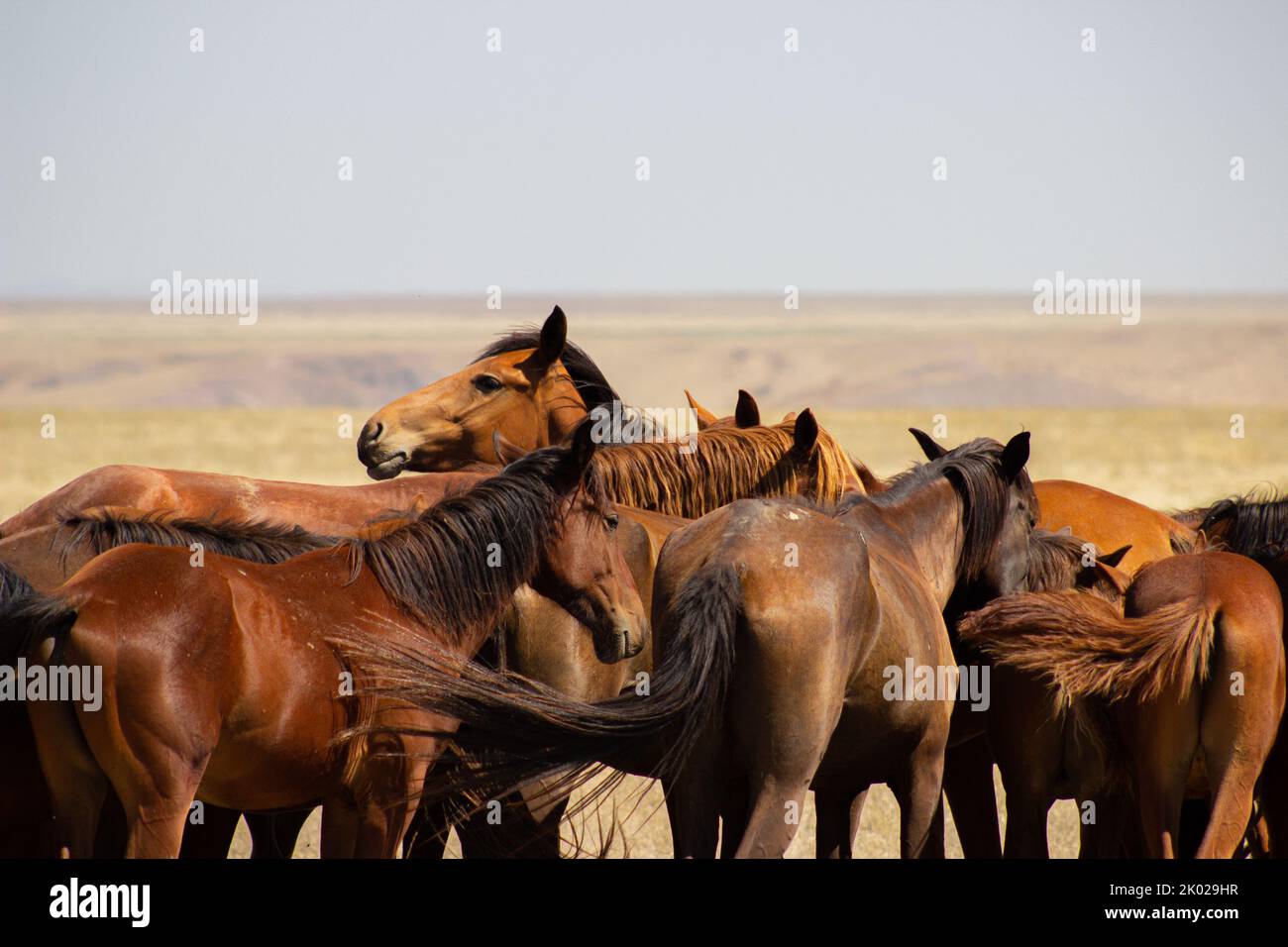 Pferde sind seit Tausenden von Jahren ein wichtiger Teil der menschlichen Zivilisation. Sie wurden ursprünglich in den Steppen Zentralasiens domestiziert Stockfoto