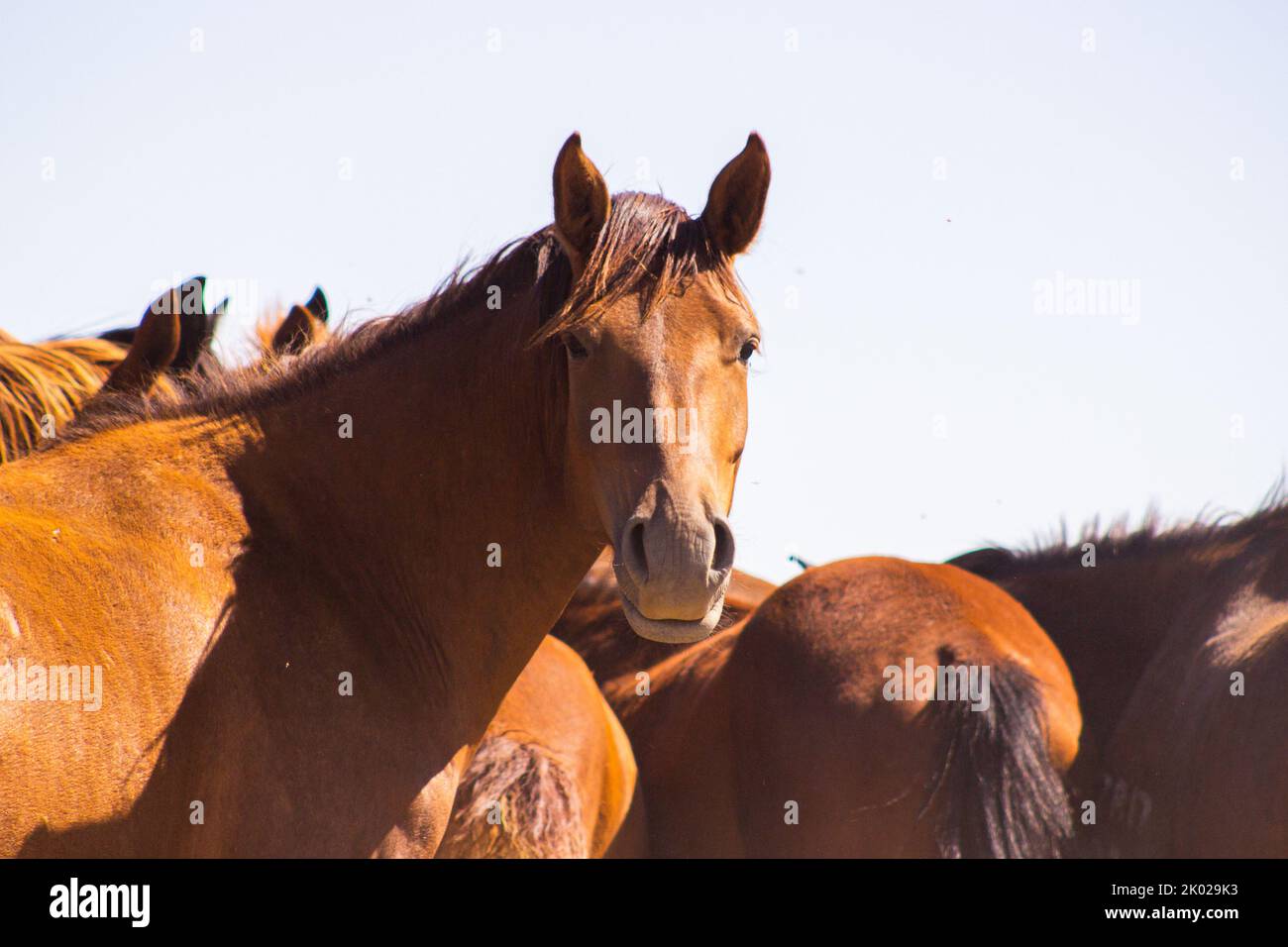 Pferde sind seit Tausenden von Jahren ein wichtiger Teil der menschlichen Zivilisation. Sie wurden ursprünglich in den Steppen Zentralasiens domestiziert Stockfoto