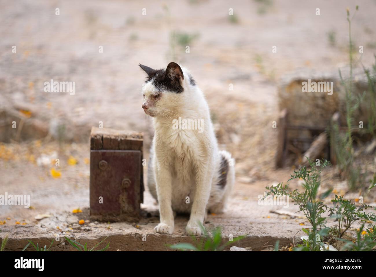 Porträt einer kranken schwarz-weißen streunenden Katze auf der Straße in palma de mallorca, spanien Stockfoto