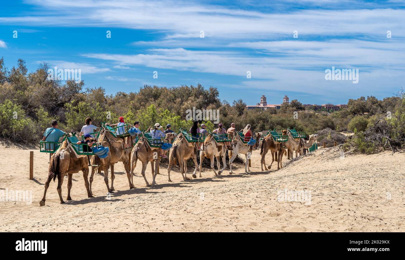 Gran Canaria, Spanien - 14. Oktober 2019: Eine Gruppe von Touristen in der Wüste reiten Kamele an einem sonnigen Tag im Urlaub Stockfoto