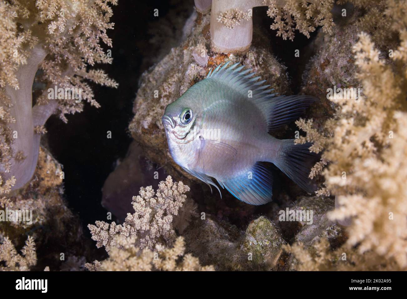 Ein blasser Damegoist (Amblyglyphidodon indicus), der sich in der weichen Koralle mit einem hellblauen grünen Körper versteckt Stockfoto