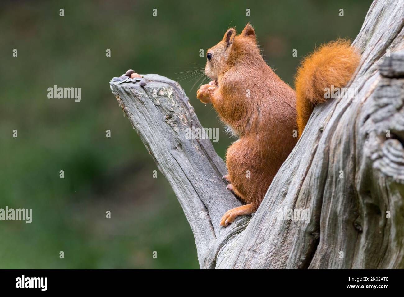 Rotes Eichhörnchen (Ischiurus vulgaris) helles Kastanienpelz mit orangebraunen Füßen und Unterschenkel einen großen buschigen Schwanz und Ohrbüschel, die im Winter länger sind Stockfoto