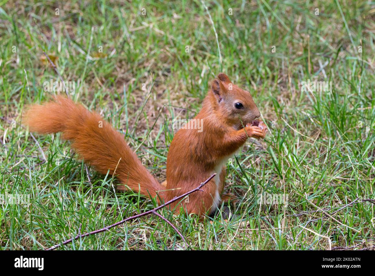 Rotes Eichhörnchen (Ischiurus vulgaris) helles Kastanienpelz mit orangebraunen Füßen und Unterschenkel einen großen buschigen Schwanz und Ohrbüschel, die im Winter länger sind Stockfoto