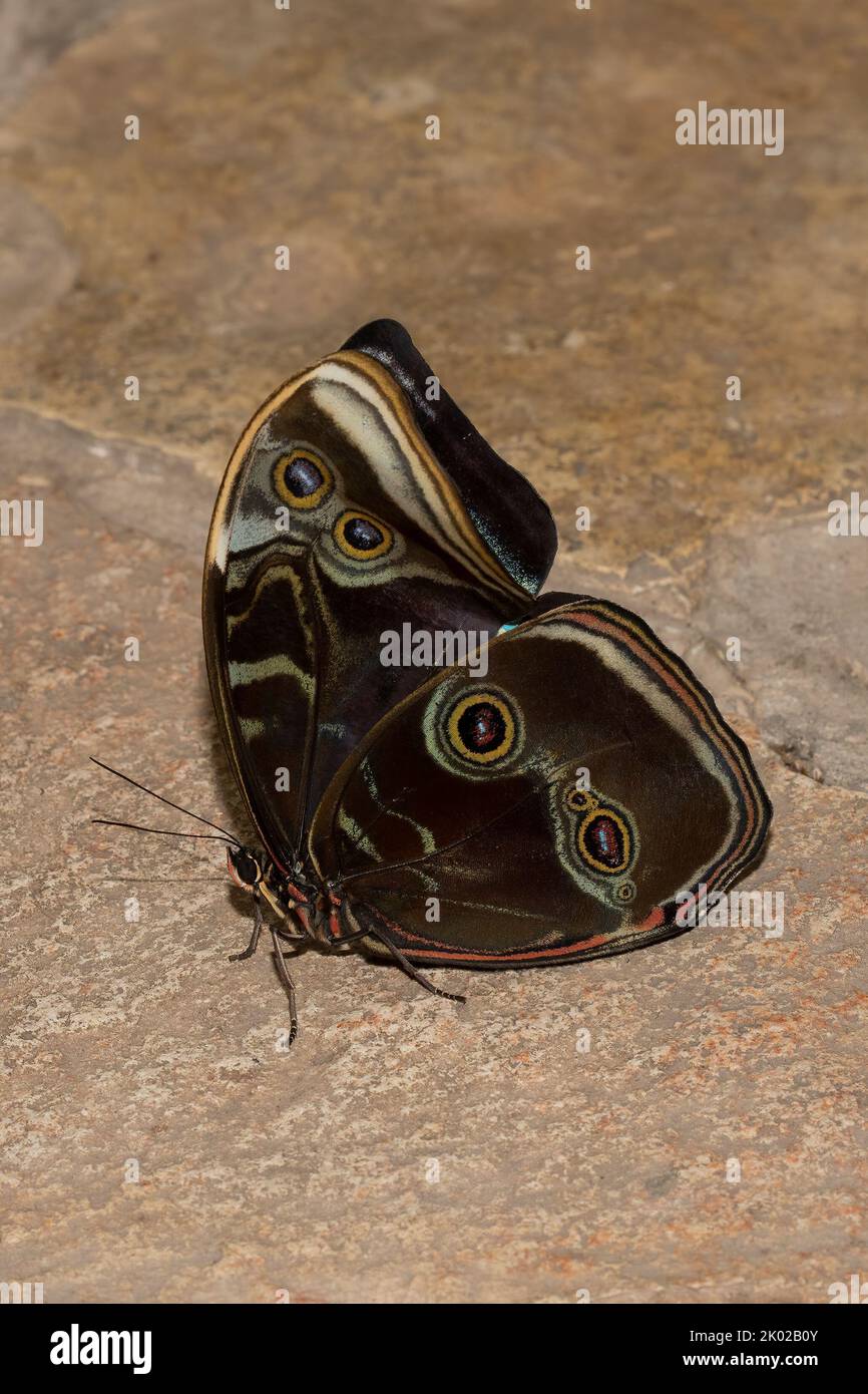 Ein Blauer Morpho-Schmetterling mit gefalteten Flügeln, der auf einer Steinoberfläche ruht. Stockfoto