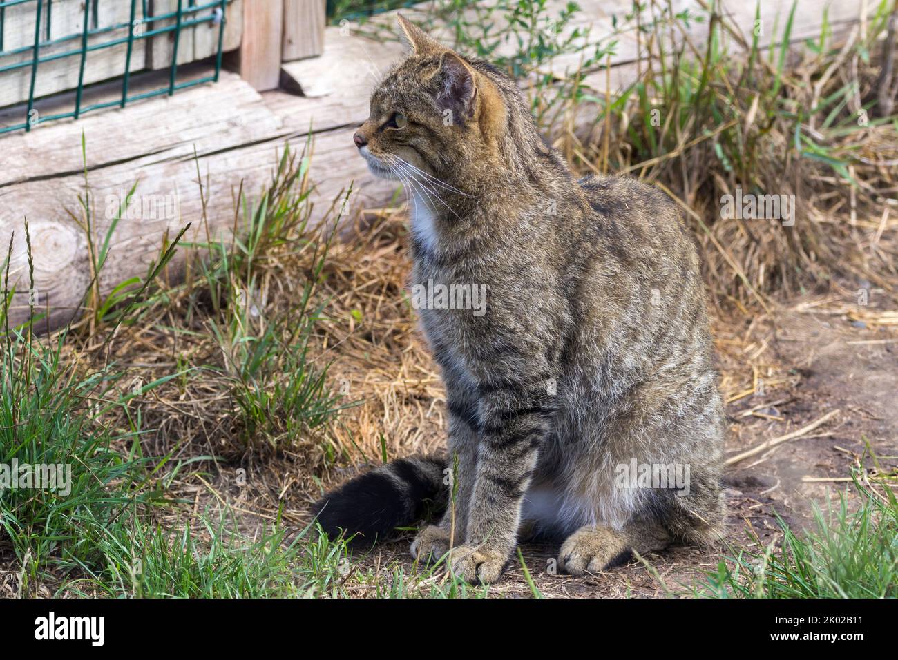 Schottische Wildkatze (Felis silvestris) Zuchtprogramm in Gefangenschaft. Große wild gestromte Katze buschig stumpf Schwanz schwarze Ringe und Spitze dunkle Streifen auf Fell Stockfoto
