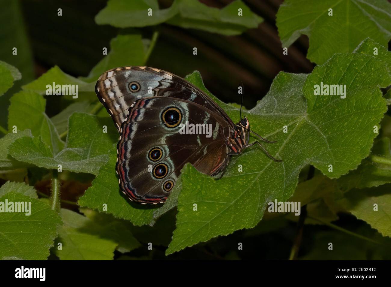 Ein Blauer Morpho-Schmetterling mit gefalteten Flügeln, der auf einem grünen Blatt ruht. Stockfoto
