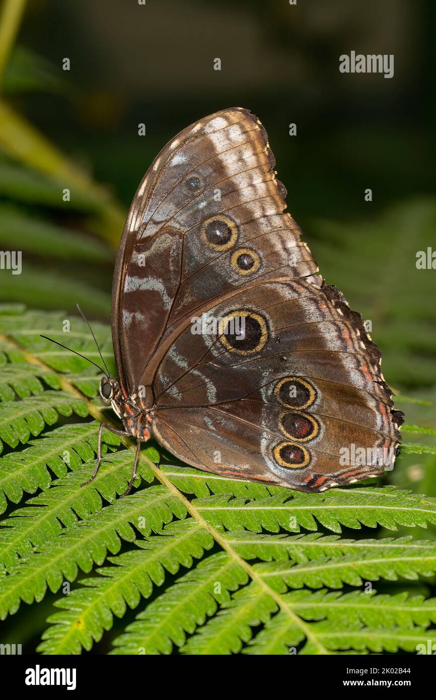 Ein Blauer Morpho-Schmetterling mit gefalteten Flügeln, der auf einem grünen Farnblatt ruht. Stockfoto