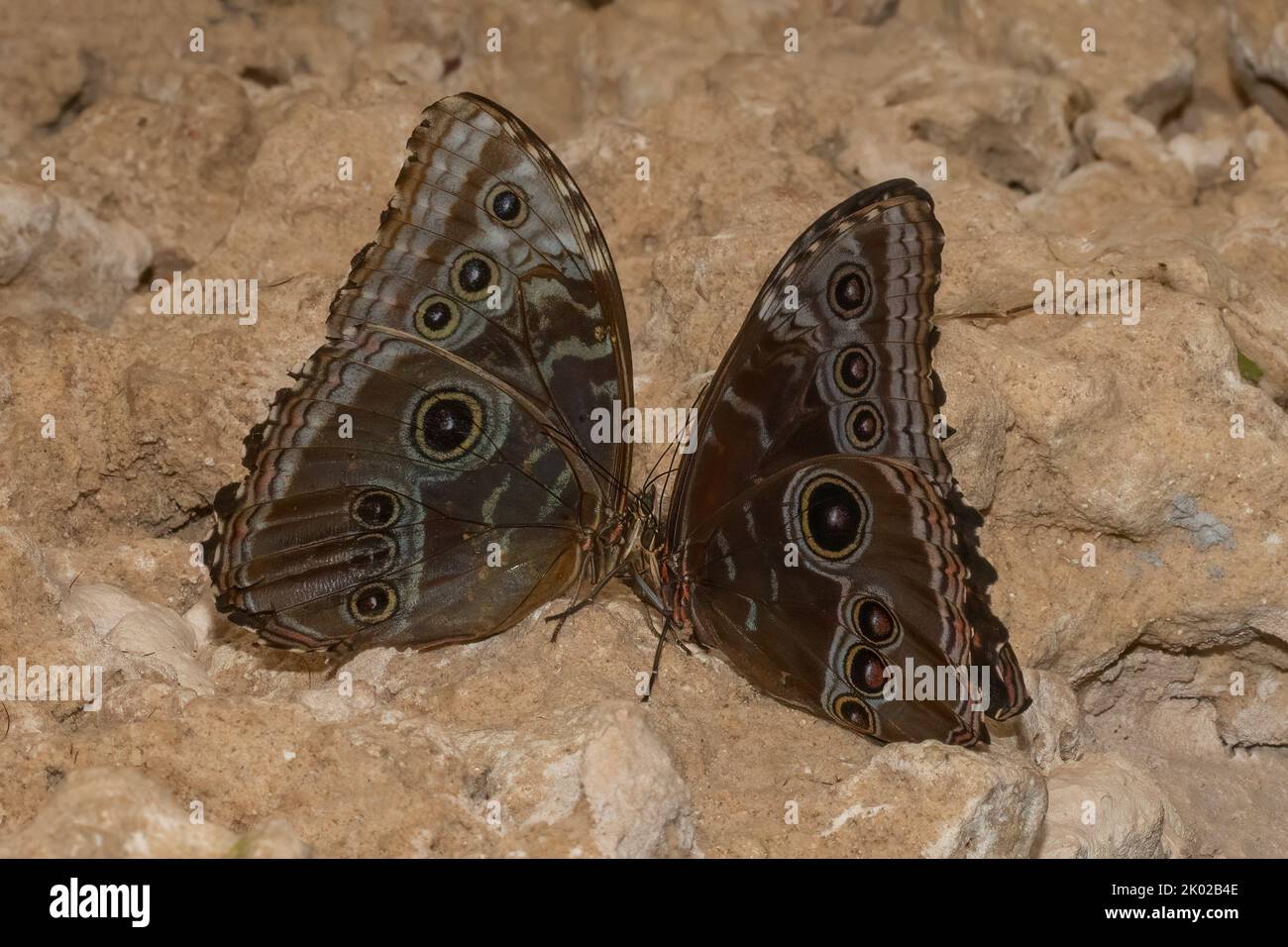 Zwei Blaue Morpho-Schmetterlinge stehen auf einer felsigen Oberfläche und stehen einander gegenüber. Stockfoto