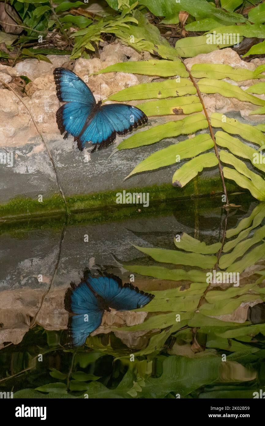 Ein Blauer Morpho-Schmetterling spiegelte sich in einem Teich mit stillem Wasser wider. Stockfoto