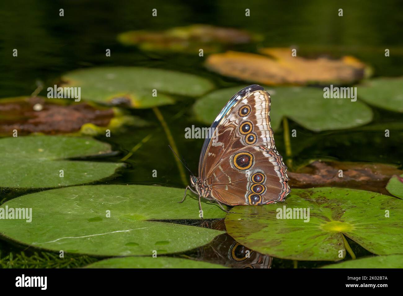 Ein Blauer Morpho-Schmetterling mit gefalteten Flügeln, der auf einem wasserlilly-Blatt ruht. Stockfoto