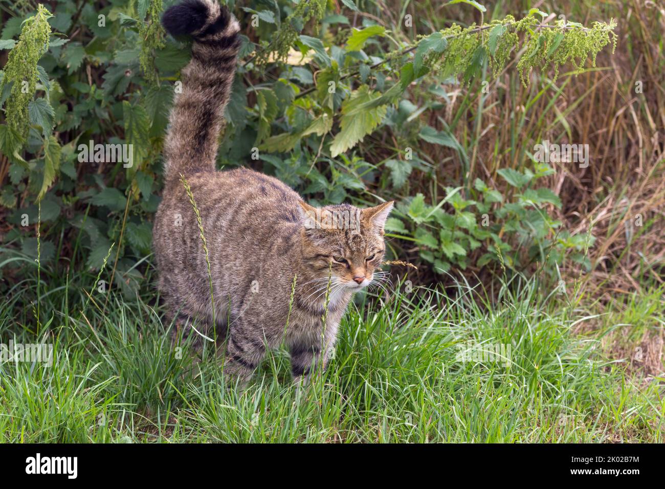 Schottische Wildkatze (Felis silvestris) Zuchtprogramm in Gefangenschaft. Große wild gestromte Katze buschig stumpf Schwanz schwarze Ringe und Spitze dunkle Streifen auf Fell Stockfoto