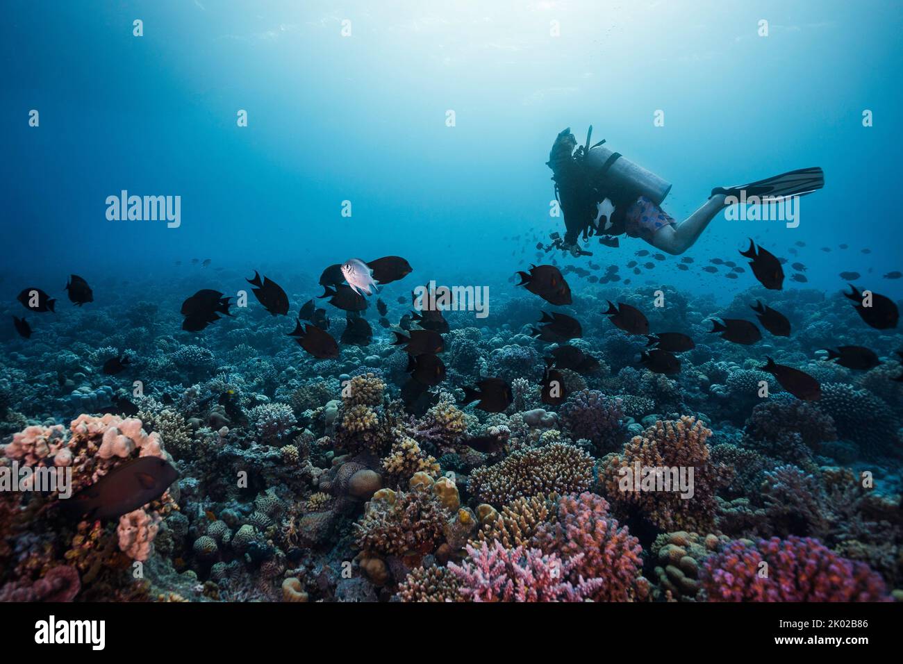 Ein Taucher, der über dem pulsierenden Riff schwimmt, hält eine Action-Kamera und blickt auf eine Fischschule in der Ferne Stockfoto