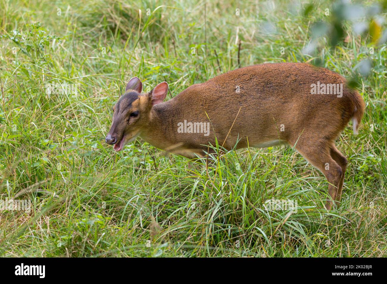 Muntjac-Hirsch (muntiacus reevesi) kleinstes britisches Hirsch rötlich-braunes Fell mit weißer Unterseite. Captive Tier teilt sich das rote Eichhörnchen-Gehege Stockfoto