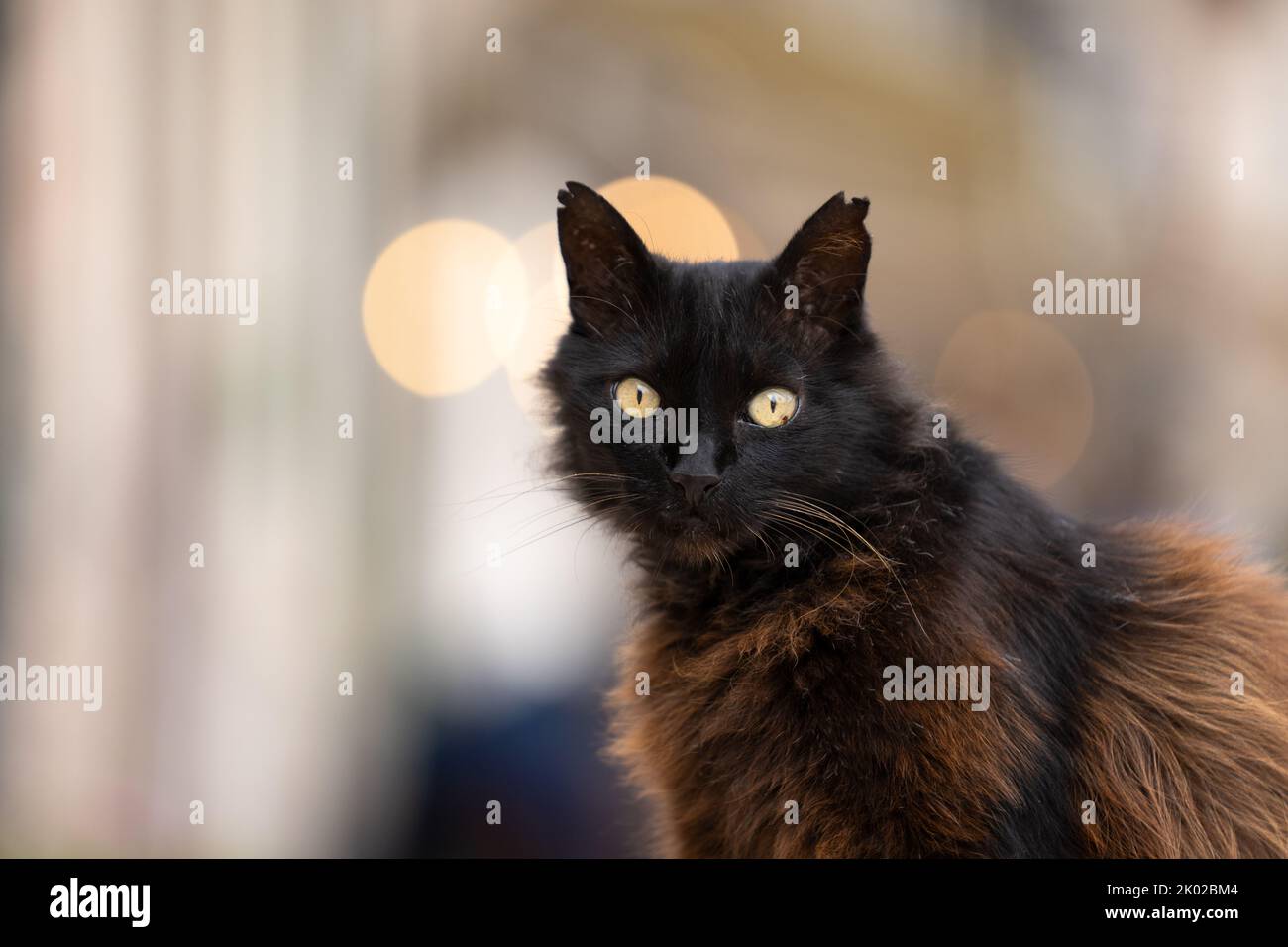 Schwarze streunende Katze mit gebleichtem Fell und gekippten Ohren Portrait im Freien in Port de Soller, Mallorca, Spanien Stockfoto