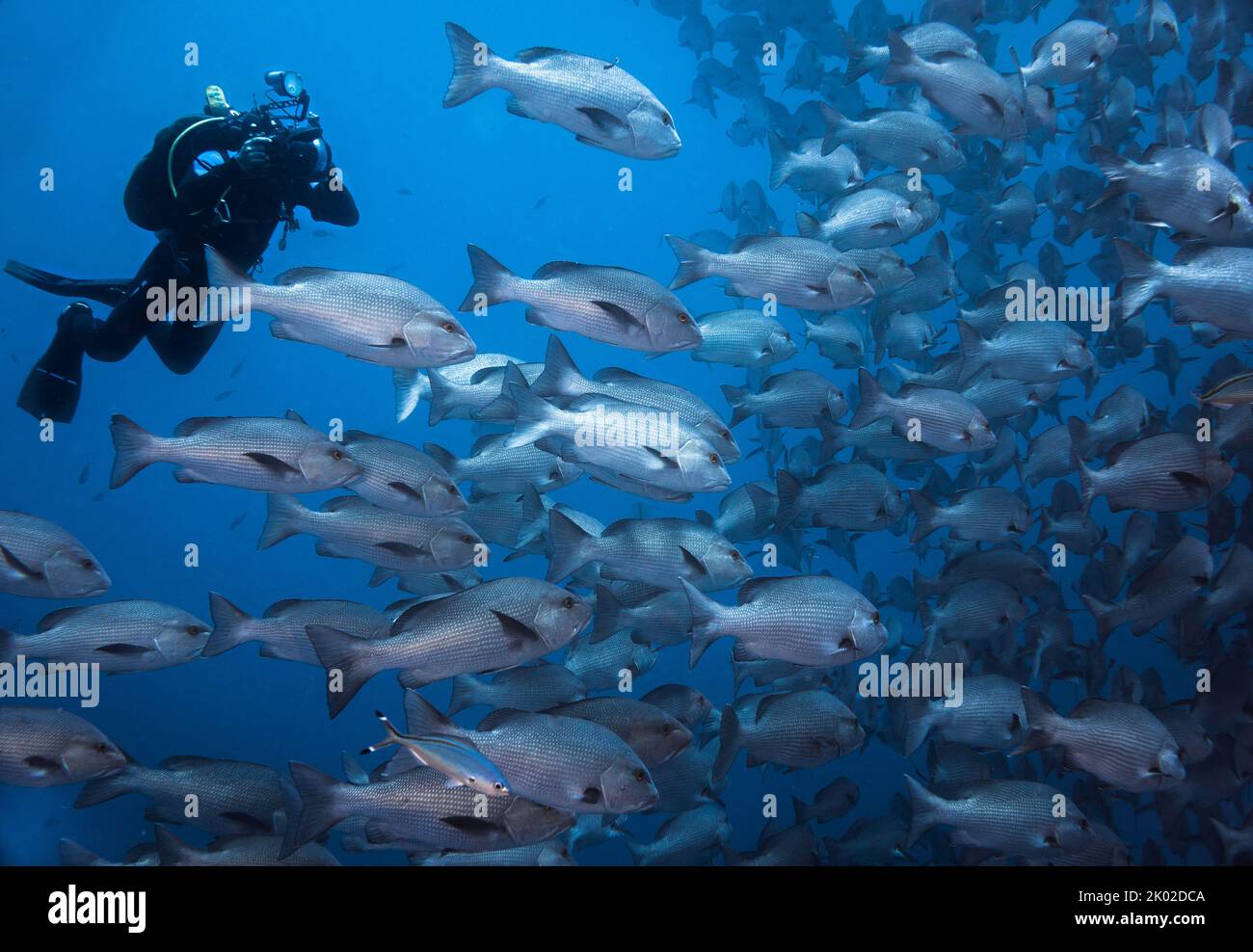 Ein Unterwasserfotograf, der Fotos von einer großen Schule von Snapper-Fischen gemacht hat Stockfoto