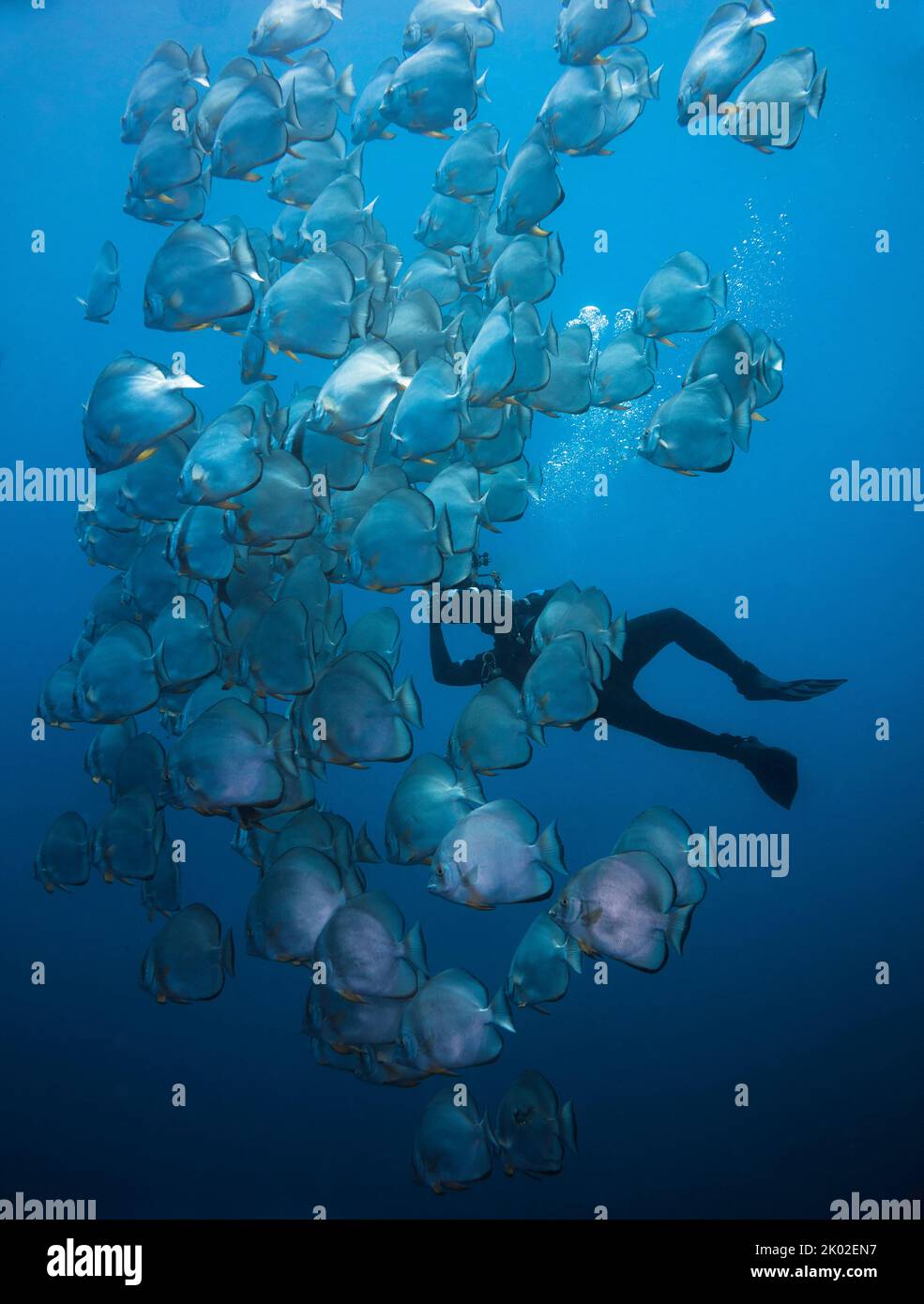 Ein Unterwasserfotograf, der Fotos von einer Schule von Spadefish fotografiert, die in Blau schwimmt Stockfoto