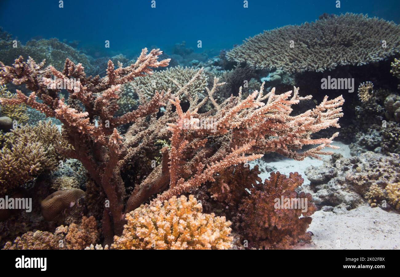 Nahaufnahme des Korallenriffs unter Wasser in flachem Wasser mit natürlichem Licht Stockfoto