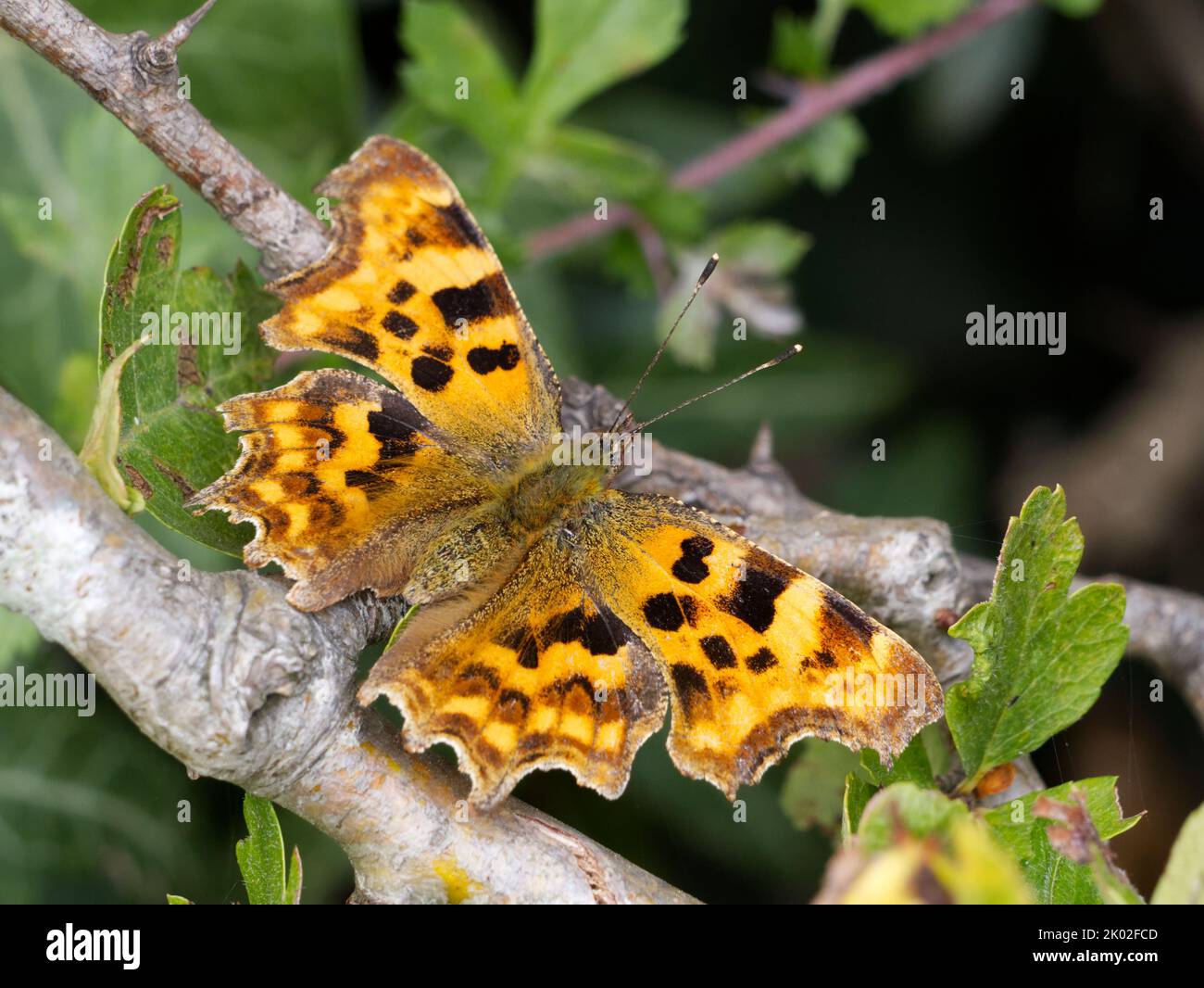 Komma-Schmetterling (Polygonia c-Album) in Ruhe auf Weißdornbusch Stockfoto