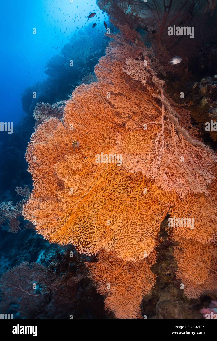 Viele Riesen-Seefans (Anella mollis) wachsen an einer Wand in der Tiefe mit schöner leuchtend oranger Färbung Stockfoto
